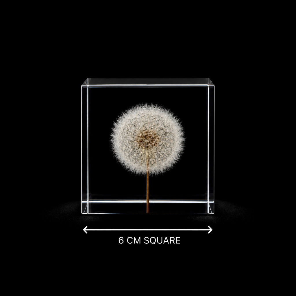 Cubus Primus - 6 cm cube